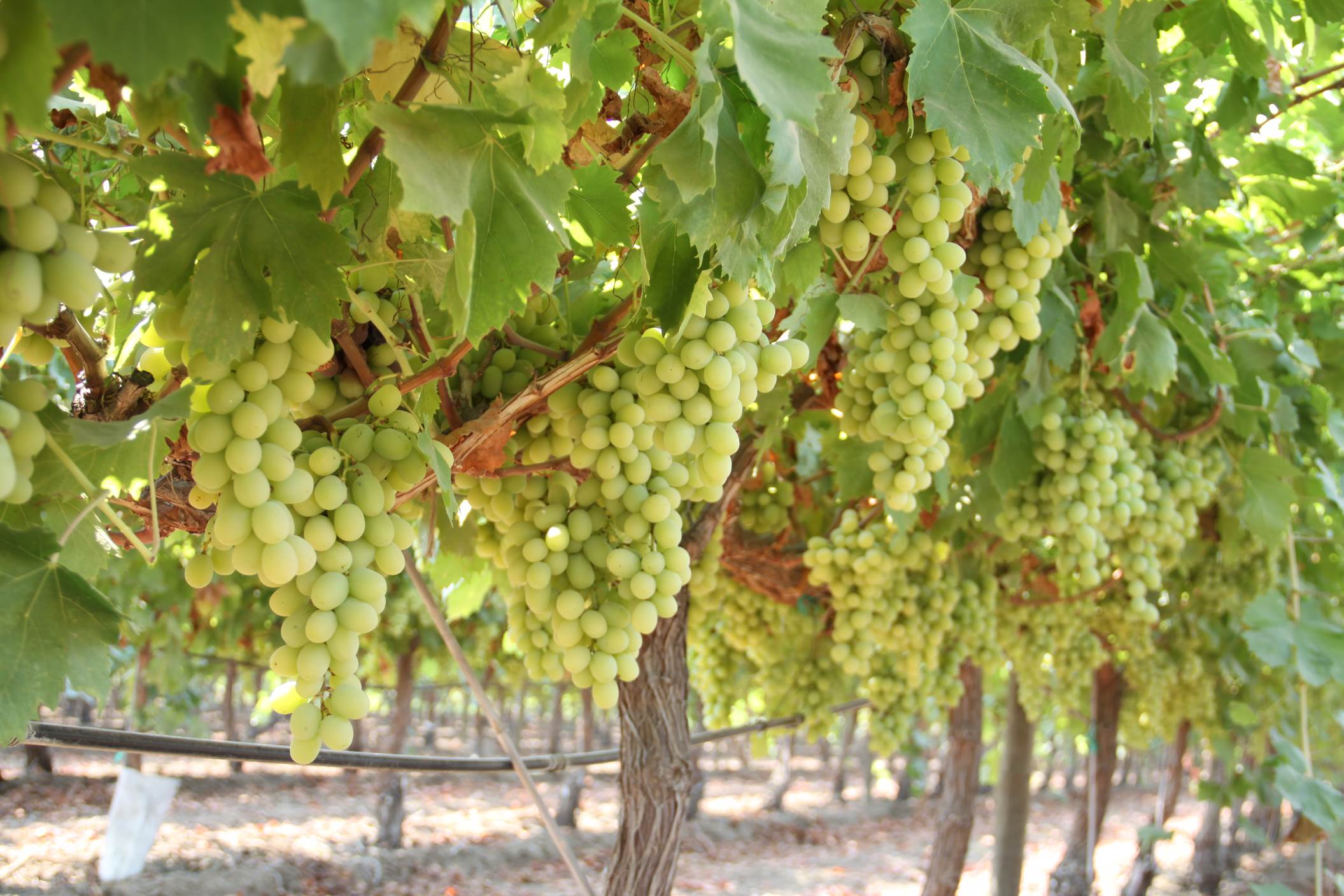 The Magic of Grapes - Water Association of Kern County